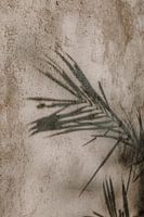 Shady plant | Mediterranean