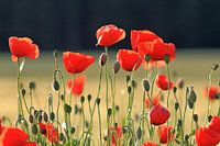 Poppies