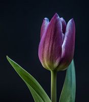 Tulip macro nature