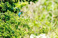 IJsvogel in het groen