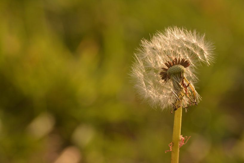 Paardenbloem in de herfst uitgebloeid von Klaas Dozeman