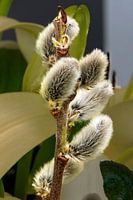 Kätzchen,Weidenknospe,Weidenknospe,Blume,