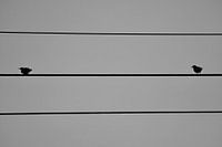 spreeuwen op de stroomkabel