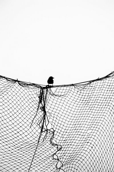 Bird by Barbara Litke