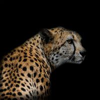 Cheetah on black background