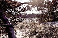 Winterdünengebiet Solleveld