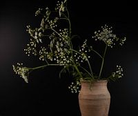 Wild anise plant in earthenware vase
