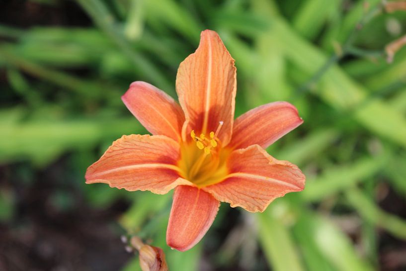 Kleine Taglilie von fotofabrik_preussi