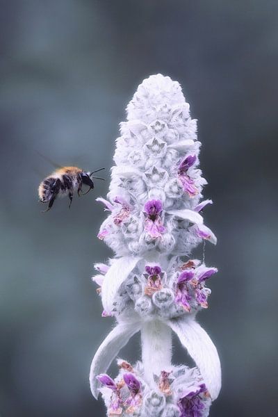Hummel im Flug van Mike Ahrens