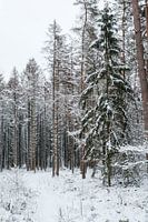 Ardenner Schneelandschaft - Arlon