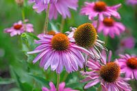 Pink farbene Sonnenhut Blüte vor grünem Hintergrund