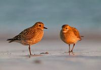 Two golden plovers in morning light