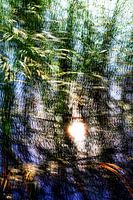 Reeds in blue water - sun reflections