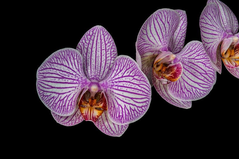 Paarse Bloem Orchidea &quot;Drie op een rij&quot; von Rob Smit