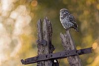 Jonge Steenuil op een oud hekje