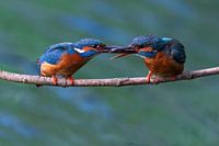 Fischtransfer zwischen zwei Eisvögeln