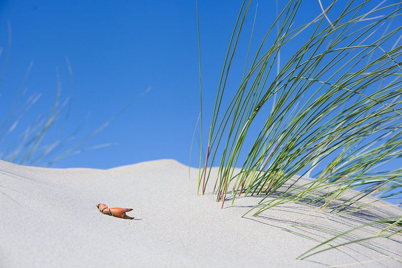 Bâtonnets de crabe II par Leo van Valkenburg