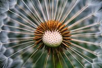 Pusteblume