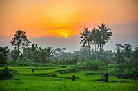 View over the rice fields of Ubud on Bali Indonesia