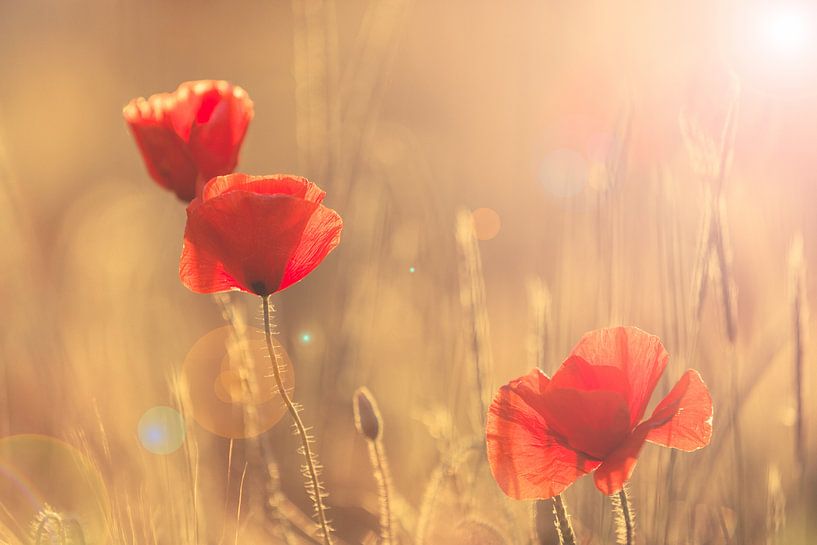 La définition de l'été - Groningen, Pays-Bas par Bas Meelker