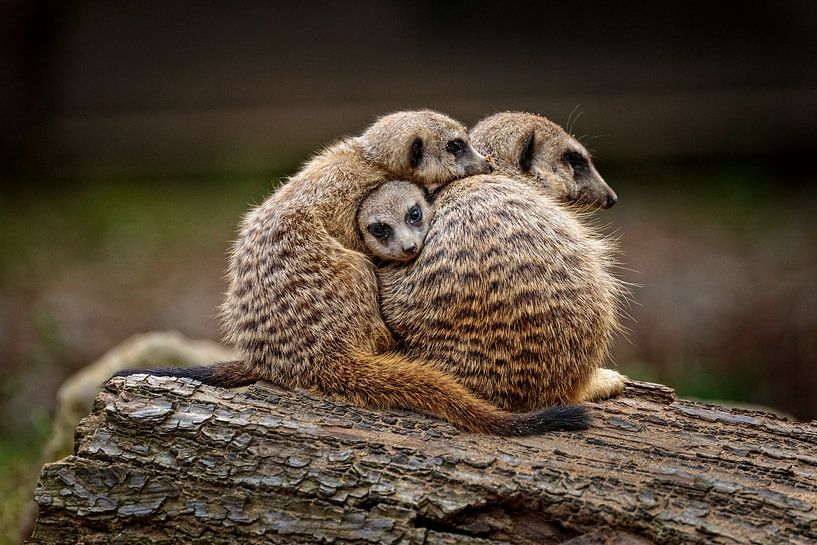 Suricates par Rob Boon
