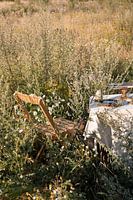 Table setting in field of flowers with late summer light.