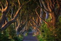 Dark Hedges