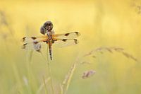 Libel in goudgeel grasland