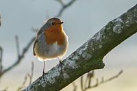 Rotkehlchen auf einem Ast im Abendrot