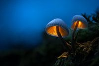 Directions to Dreamland