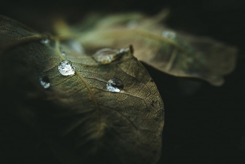 Druppels op herfstbladeren van Jan