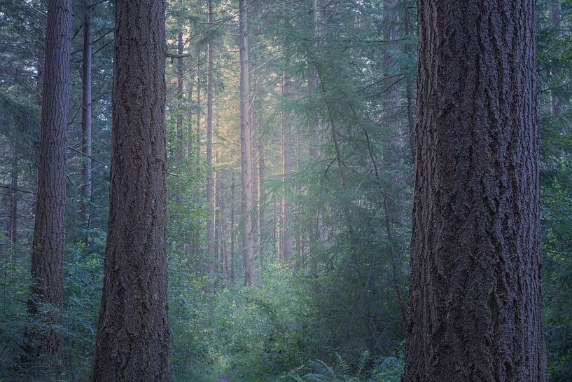 Blick durch stimmungsvollen Kiefernwald von Ate de Vries