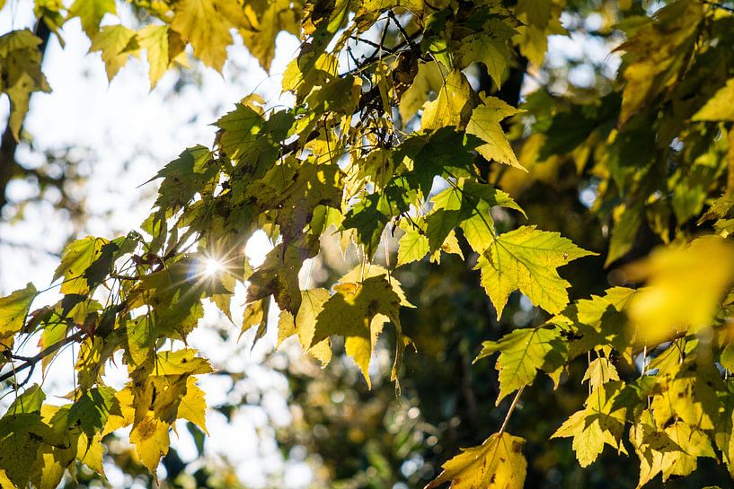 avond zon in oktober von mick agterberg