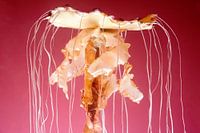 Méduses artistiques