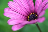 Spanische Schönheit im nebligen Morgen 2