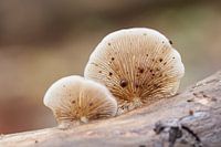 Eine Auswahl an weißen Ohrpassstücken