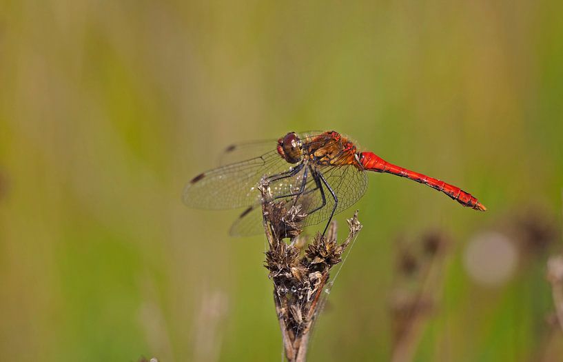 Bloedrode heidelibel par Alex Davidse