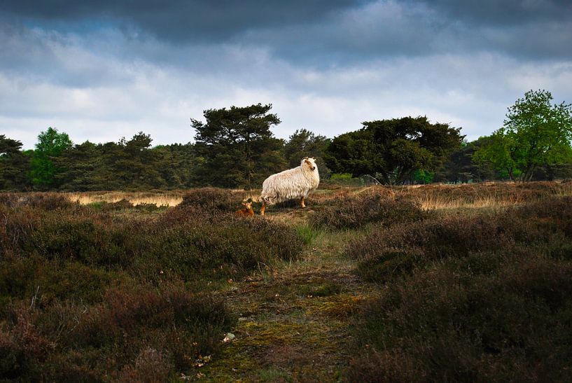 Mouton et son agneau | Park Drents- Fryske Wold par RB-Photographie