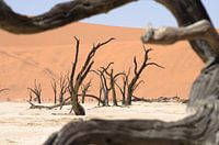 Deadvlei doorkijkje Namibië