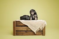 3,5 Wochen alte Welpen / Berner-Sennen-Labrador-Kreuzung / im Atelier mit Grün als Hintergrundfarbe / auf einer Holzkiste