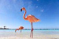 Flamingo op Aruba