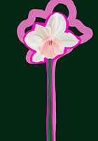 Jonquille rose sur fond vert foncé