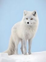 Polarfuchs in der grönländischen Tundra