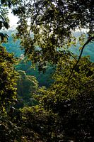 Dschungel in Kolumbien