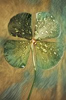 Een klavertje 4 brengt geluk