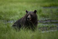 Brown bear in swamp in Finland