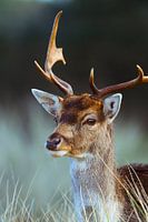 Daims dans les roseaux