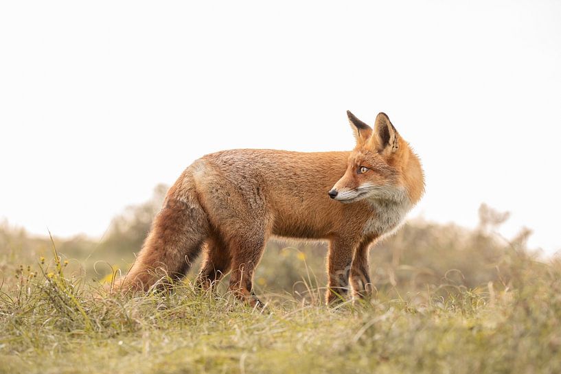 Renard doré par Steffie van der Putten