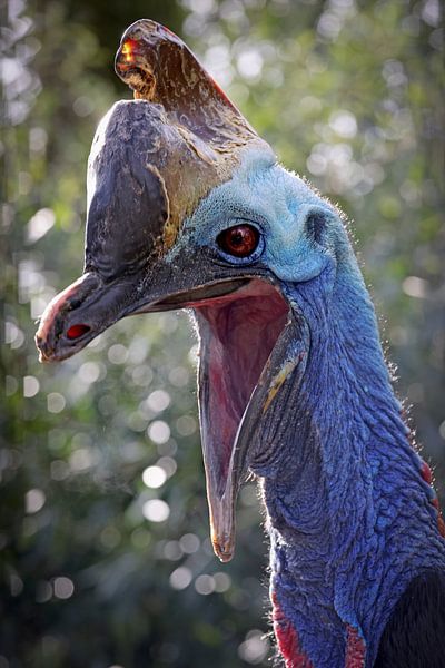 Southern cassowary (Casuarius casuarius) by Edwin Butter