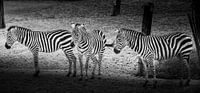 Animals | zebras